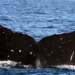 Fluke of цербер