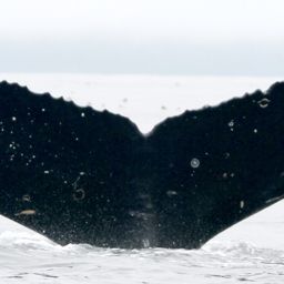 Fluke of август