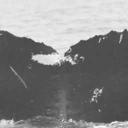Fluke of CRC-10792
