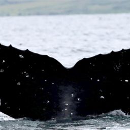 Fluke of whistle
