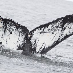 Fluke of AHWC-3189