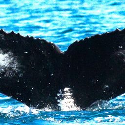 Fluke of Отелло