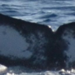 Fluke of CRC-16252