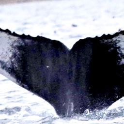 Fluke of караул