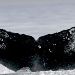 Fluke of командор