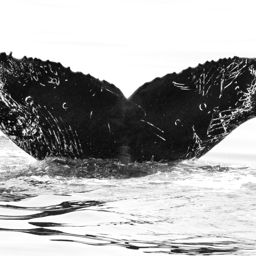 Fluke of CRC-16250