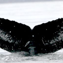 Fluke of шурпа