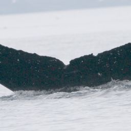 Fluke of sharp bay