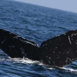 Fluke of CRC-10750