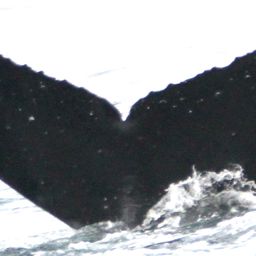 Fluke of обход знака