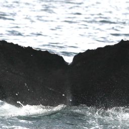 Fluke of ловец