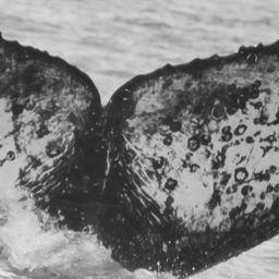 Fluke of CRC-12037