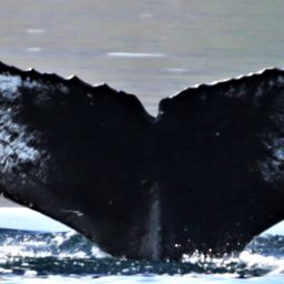 Fluke of аппорт
