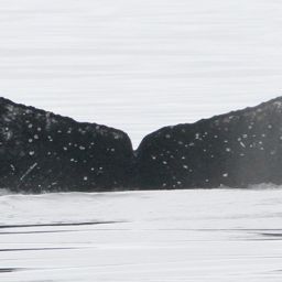 Fluke of бархат