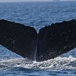 Fluke of CRC-16160