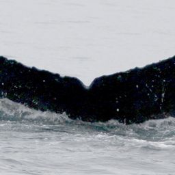 Fluke of дуплет