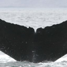 Fluke of драккар