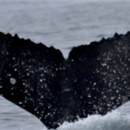 Fluke of дункалф