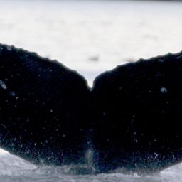 Fluke of садок