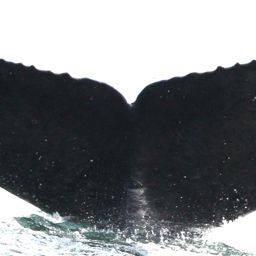 Fluke of ярусолов