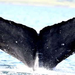 Fluke of на рейде