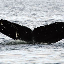 Fluke of RCHP-10RUCO697