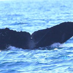 Fluke of CRC-12557