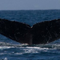 Fluke of CRC-10828