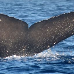 Fluke of CRC-12575