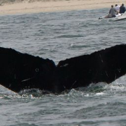 Fluke of CRC-12130