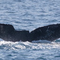 Fluke of CRC-10880