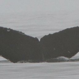 Fluke of CRC-16075