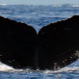 Fluke of CRC-12231