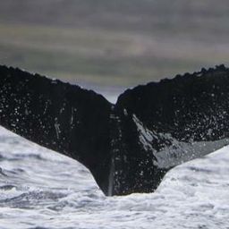 Fluke of Blotch