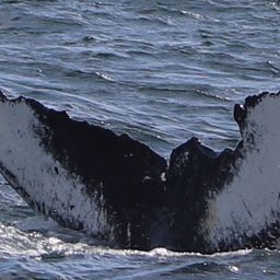 Fluke of Collision