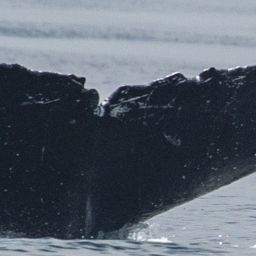 Fluke of Spika