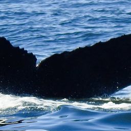 Fluke of CRC-12482