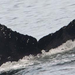 Fluke of CRC-12572