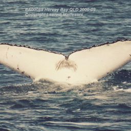 Fluke of LEAM-EA00089