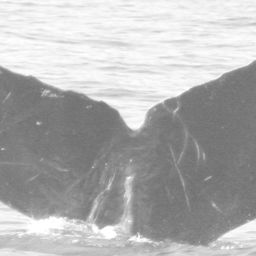 Fluke of CRC-12180