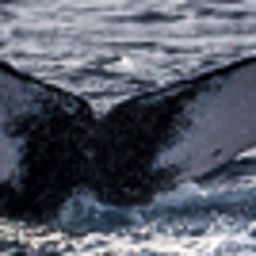 Fluke of 2004 calf of SEAK-1216