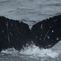 Fluke of Tláa