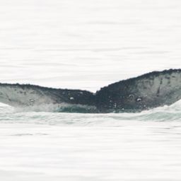 Fluke of SEAK-2800