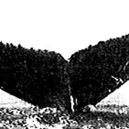Fluke of Dumetella