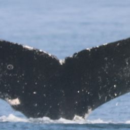 Fluke of CRC-12060