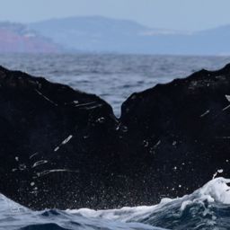 Fluke of CRC-15193