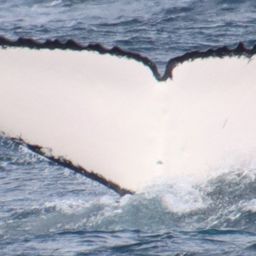 Fluke of CAROLINA