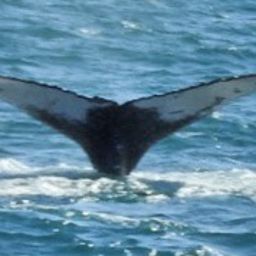 Fluke of ECWWC-EC17001