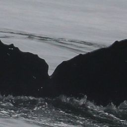 Fluke of CRC-15098