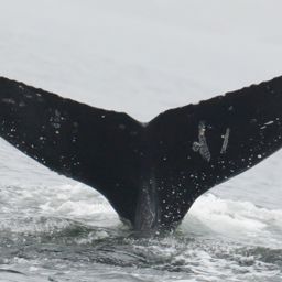 Fluke of Sarafinny